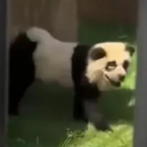 VÍDEO: Visitantes pedem dinheiro de volta ao ouvirem 'panda' latindo em zoológico