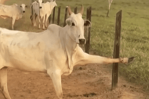 Vaca fica presa em cerca e "faz pose" para câmera; veja vídeo