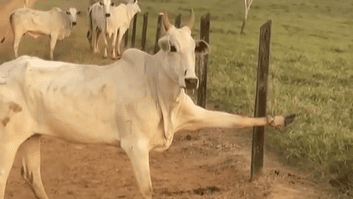 Vaca fica presa em cerca e “faz pose” para câmera; veja vídeo | Foto: Reprodução / Redes Sociais