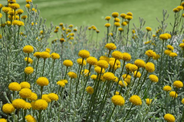 Descubra a planta que não deve ser retirada do jardim por nada | Foto: Shutterstock