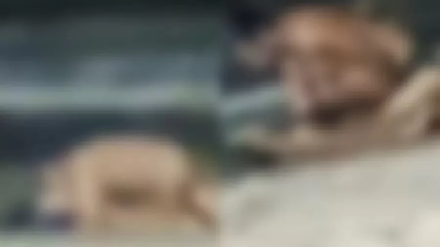 Homem gravado fazendo sexo em praia é afastado de concurso de delegado  | Imagem: Reprodução de vídeo