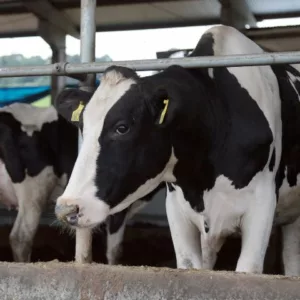 Santa Catarina se destaca na produção de leite e ovos