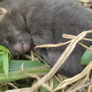 Cachorro-do-Mato estava em uma área de mata. - Foto: PMSC/Reprodução