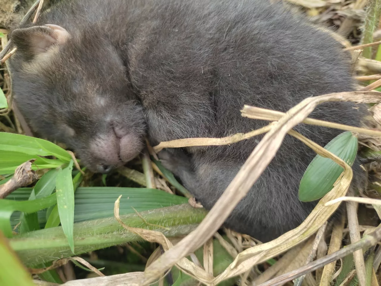 Cachorro-do-Mato estava em uma área de mata. – Foto: PMSC/Reprodução