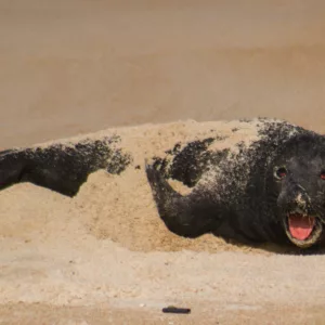 Pela primeira vez no Brasil! Elefante-marinho nasce no litoral catarinense; veja onde | Foto: Prefeitura de Garopaba