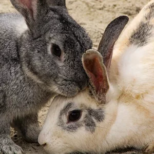 Criança foi responsável por matar 23 animais, sendo 20 coelhos. - Foto: Canva/Reprodução