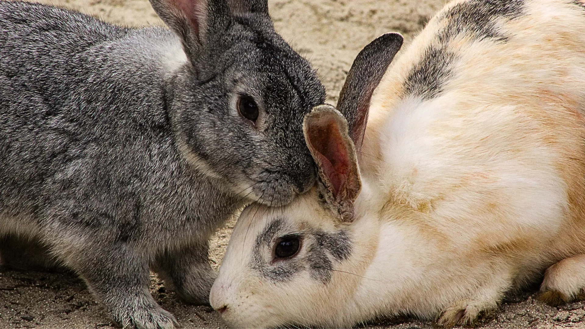 Criança foi responsável por matar 23 animais, sendo 20 coelhos. – Foto: Canva/Reprodução