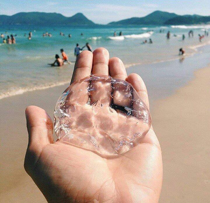 Em SC, 44 banhistas foram feridos por águas-vivas em uma semana. – Foto: Santa Catarina em Fotos/Reprodução