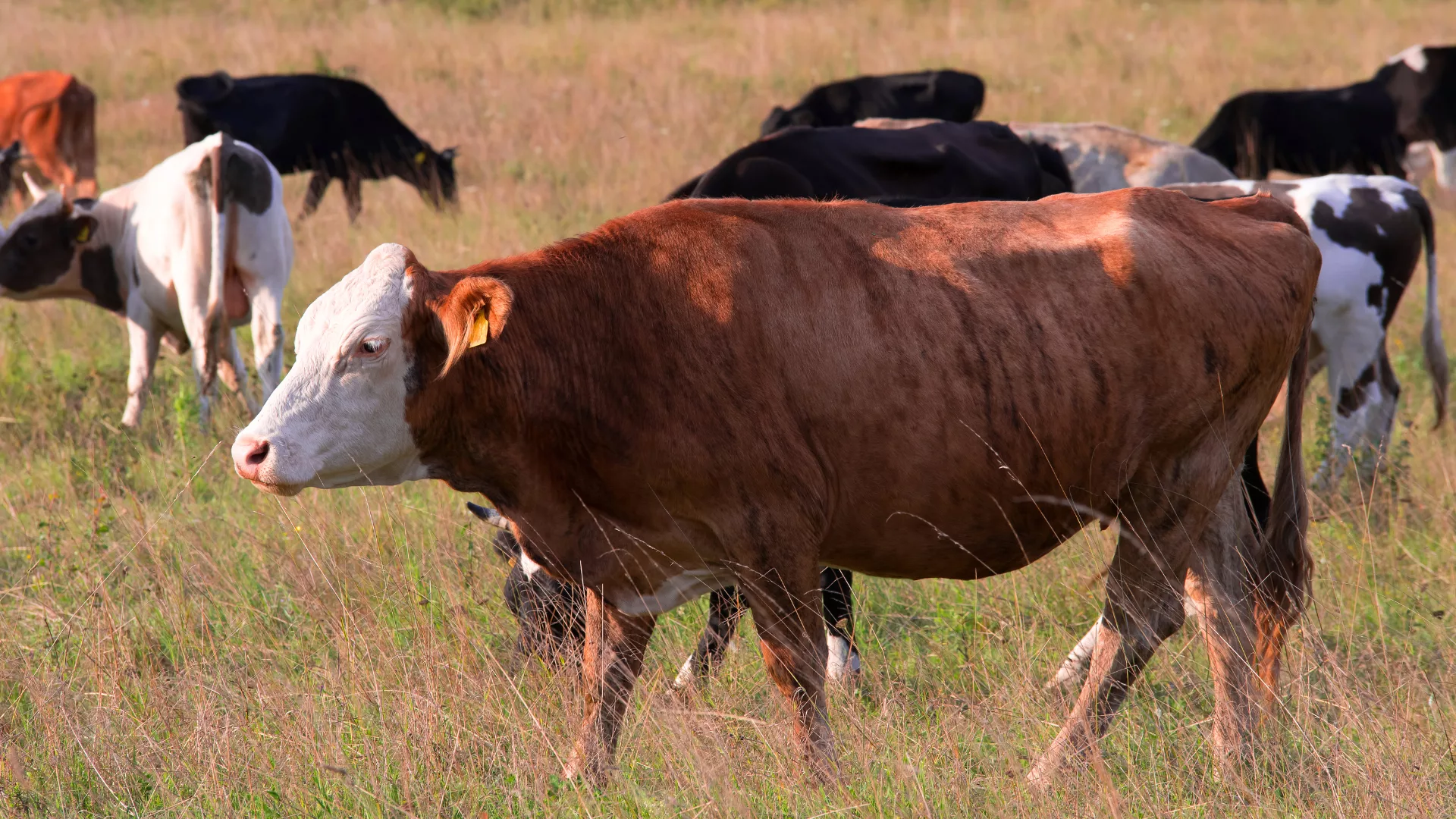 Após caso suspeito em MG, entenda doença da 'vaca louca'. - Foto: Canva/ Reprodução