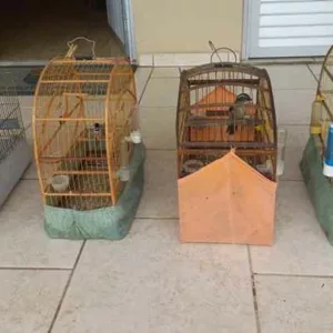 Aves silvestres são resgatadas de cativeiro em Lages