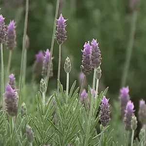 Cidade gaúcha se firma como capital nacional da lavanda