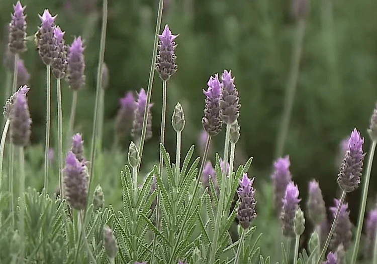 Cidade gaúcha se firma como capital nacional da lavanda