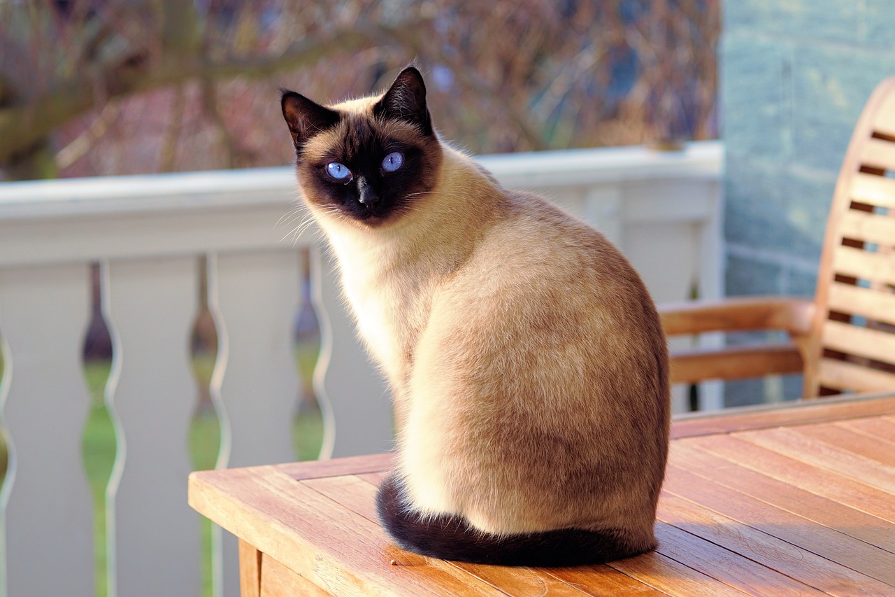 Homem morre após ser atacado pelo próprio gato