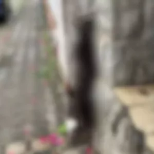 Gato é encontrado enforcado em muro de Blumenau