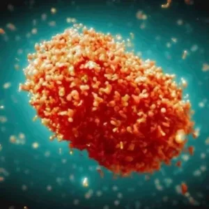 Foto: OMS/Divulgação.