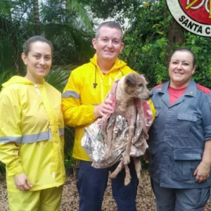 Cão em estado de hipotermia é salvo por bombeiros após ficar preso em área de risco