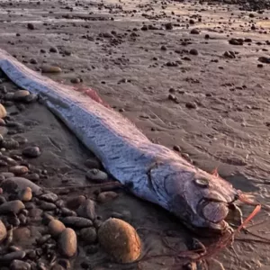 'Peixe do juízo final' é encontrado em praia | Imagem: Divulgação/Instituto Scripps de Oceanografia da Universidade da Califórnia