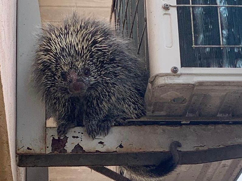 Porco-espinho invade escola e é resgatado por bombeiros