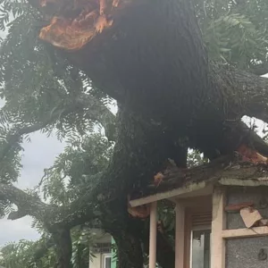 Temporal derruba árvore de 20 metros em cemitério de SC