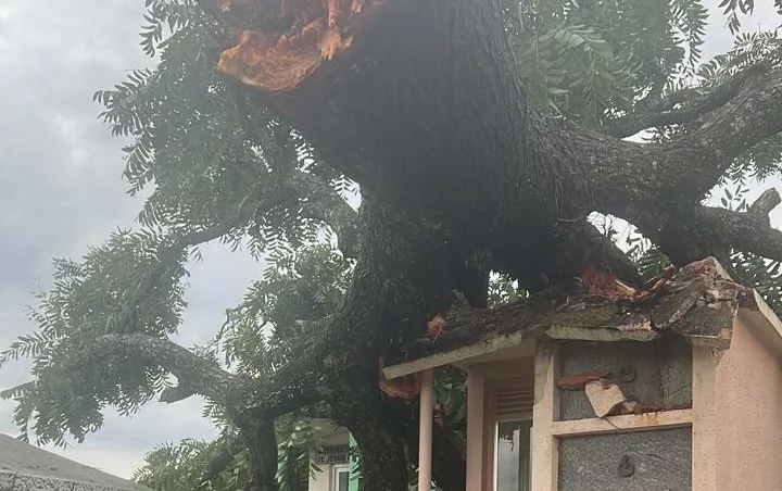 Temporal derruba árvore de 20 metros em cemitério de SC