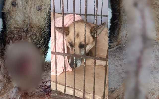 Animal vítima de maus-tratos em Lages | Foto: cedida à Rádio Clube