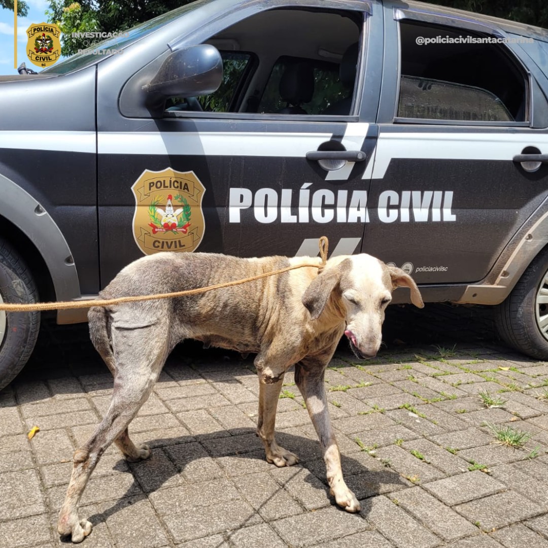 Imagem: Polícia Civil