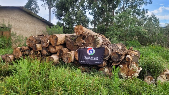 Parte da madeira apreendida | Foto: Polícia Militar Ambiental