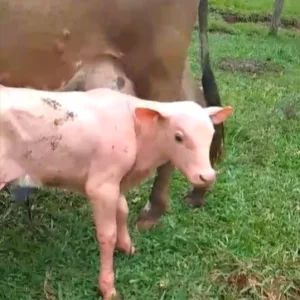 Bezerro sem pelos chama atenção na Serra de SC | Foto: reprodução redes sociais 