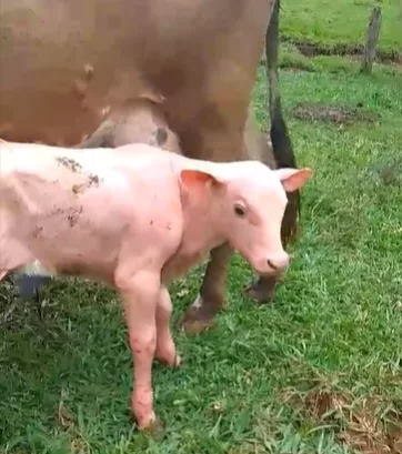 Bezerro sem pelos chama atenção na Serra de SC | Foto: reprodução redes sociais 