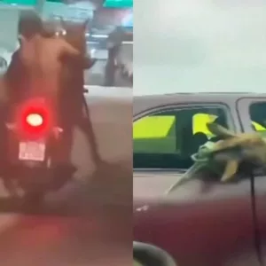 cavalos são flagrados sendo levados em moto e no banco de trás de carro