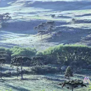 Geada em plena primavera deixa campos brancos de gelo na Serra