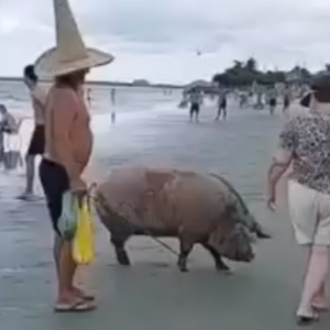 Porco é flagrado 'curtindo' o recesso em praia de SC