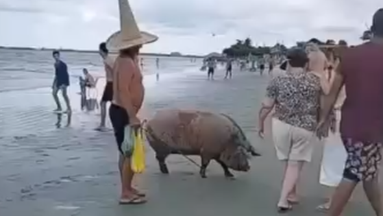 Porco é flagrado ‘curtindo’ o recesso em praia de SC | Foto: @santacatarinaemfotosbr