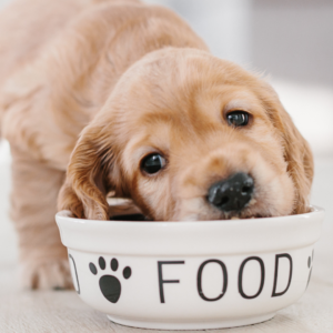 Compulsão alimentar em pets Entenda condição! - Foto: Canva/Reprodução