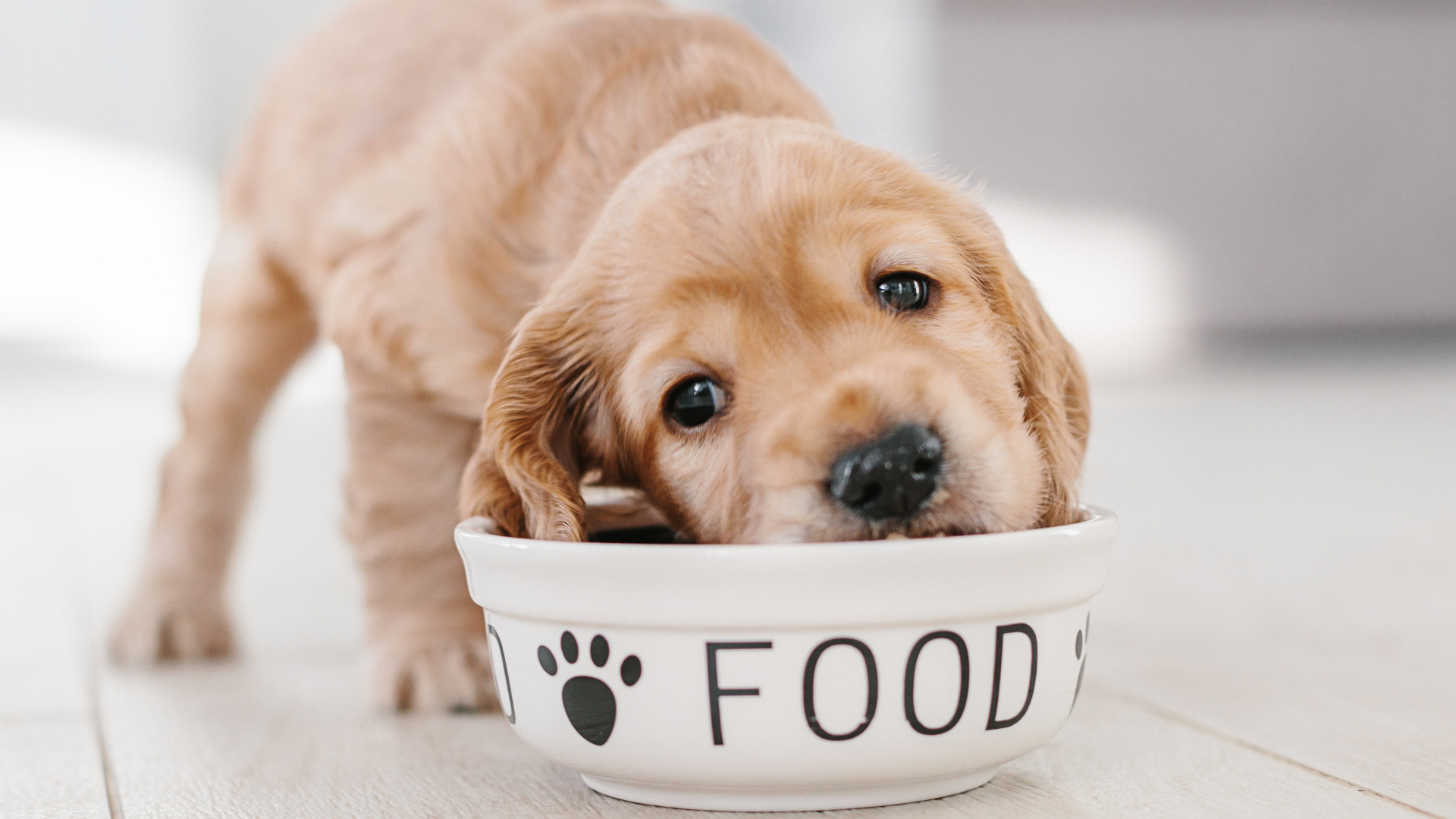 Compulsão alimentar em pets Entenda condição! – Foto: Canva/Reprodução