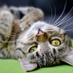 Verão pode causar mais doenças em gatos; entenda. - Foto: Canva/Reprodução