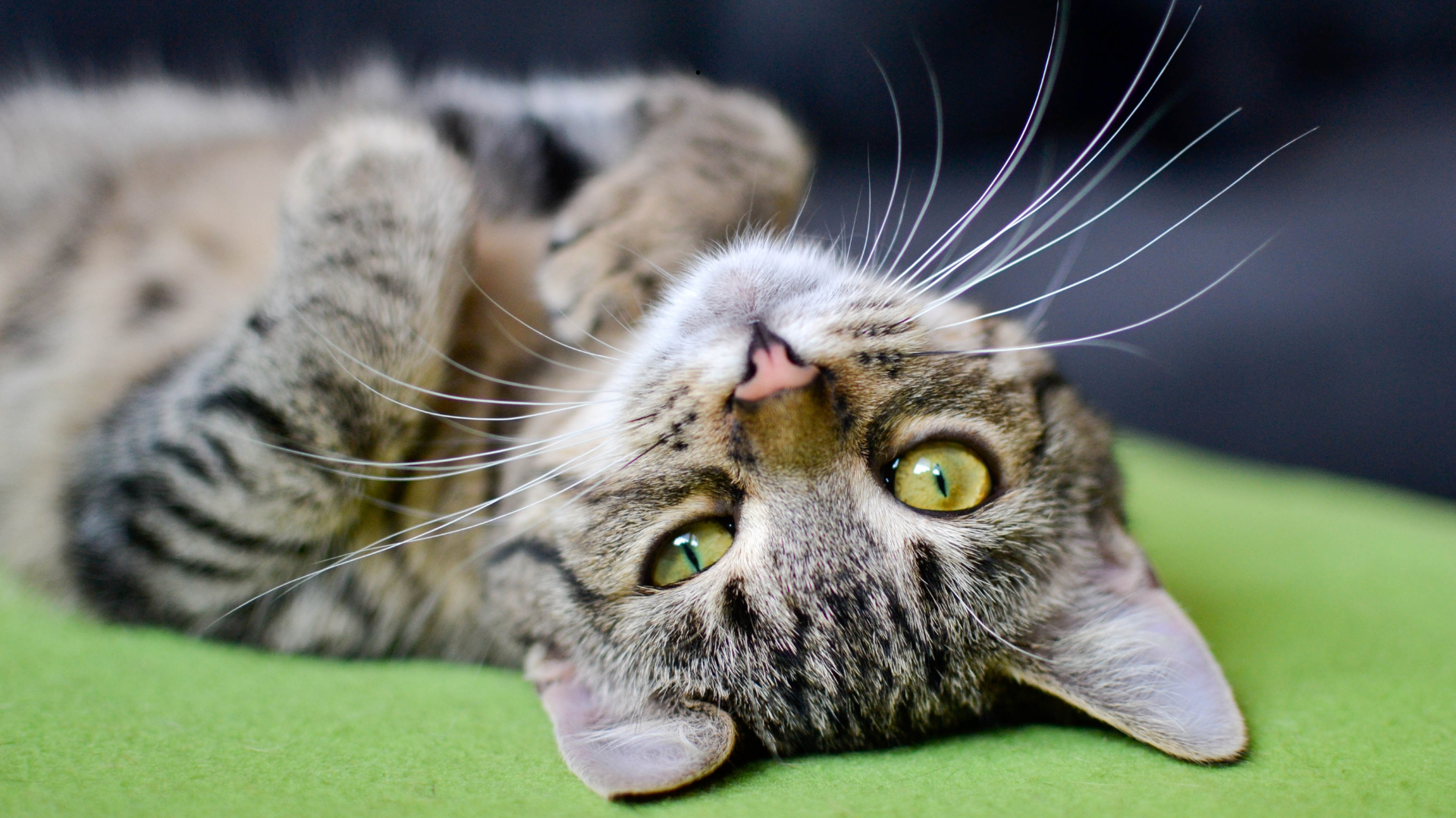 Verão pode causar mais doenças em gatos; entenda. – Foto: Canva/Reprodução