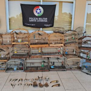 Aves silvestres são resgatadas de cativeiro em Lages | Foto: PM/SC