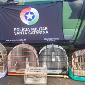 Polícia faz mais uma apreensão de aves silvestres mantidas em cativeiro na Serra | Foto: Polícia Militar Ambiental/SC