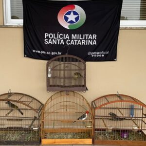 Foto: Divulgação/ PMSC