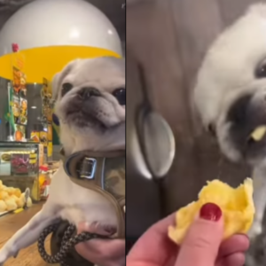 Cachorro que vive nos EUA é apaixonado por pão de queijo e viraliza | Foto: Reprodução/Redes Sociais 