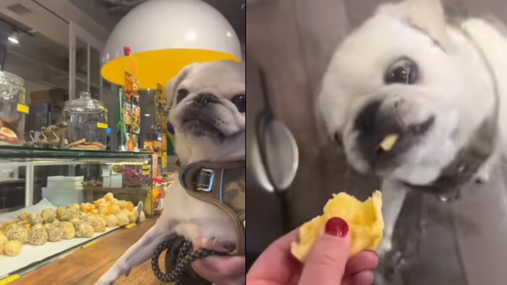 Cachorro que vive nos EUA é apaixonado por pão de queijo e viraliza | Foto: Reprodução/Redes Sociais 