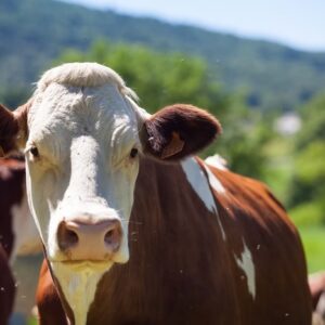 Homem tenta estuprar vaca, leva coice e morre com camisinha no órgão genital