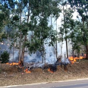 Incêndio florestal volta atingir região próxima ao presídio de Lages | Foto: Márcio Ramos/SCC SBT