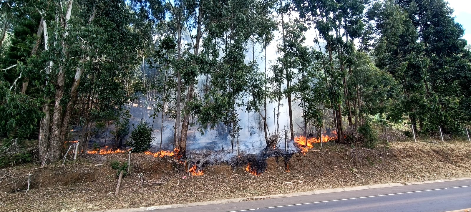 Incêndio florestal volta atingir região próxima ao presídio de Lages | Foto: Márcio Ramos/SCC SBT