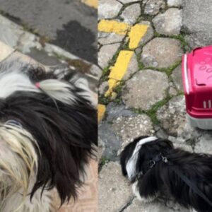 Mulher é presa por deixar cão trancado no carro em dia de calor forte em BC | Foto: PM/Divulgação 