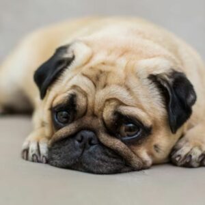 Mulher pede à Justiça que ex pague pensão para cachorro; decisão nega pedido - Imagem: Freepik