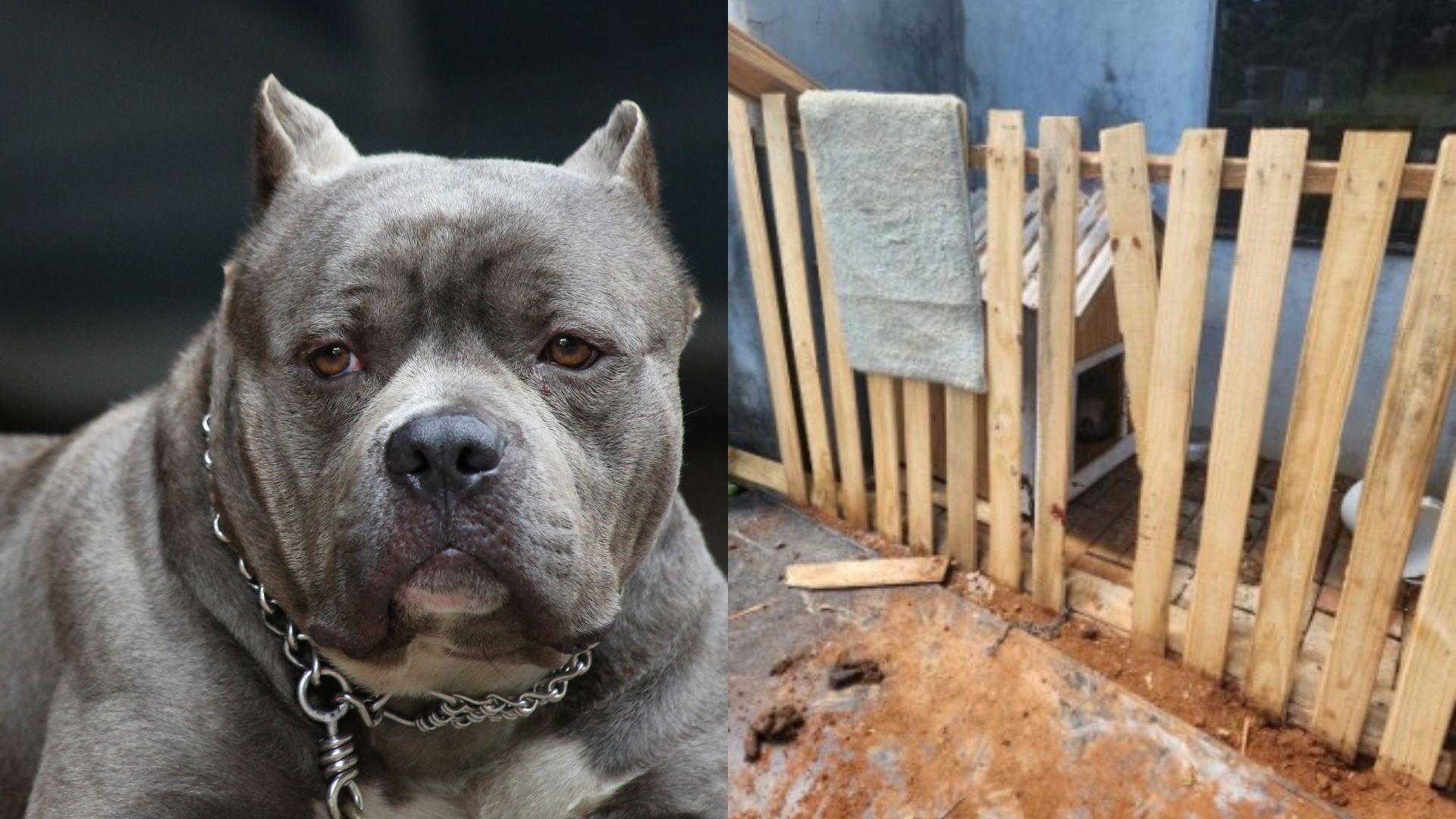 Pit bull ‘furioso’ é morto após atacar pessoas em cidade de SC | Foto: Montagem/Canva/PMSC