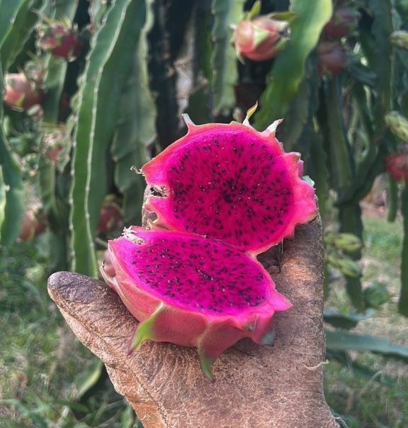 Cidade da Serra celebra o sucesso da produção de Pitaya com evento voltado ao turismo de experiência