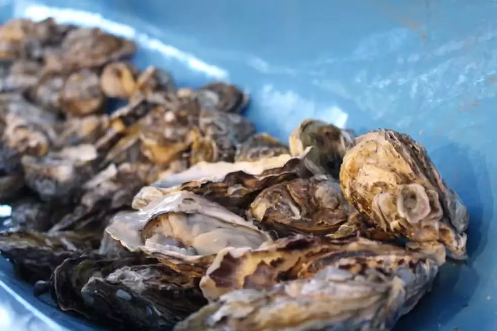 Retirada e venda de moluscos bivalves é suspensa em áreas de SC